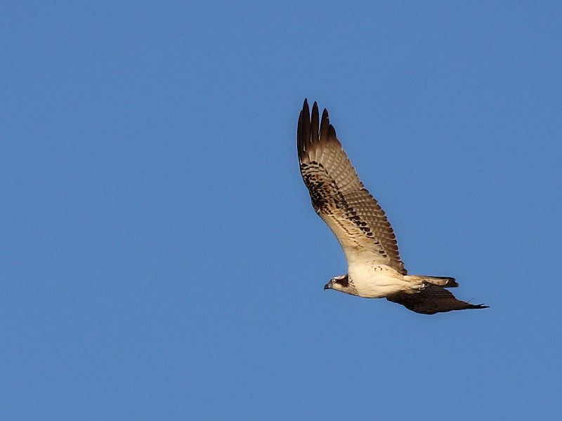 identificazione del rapace